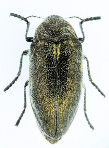 Julodis marmottani